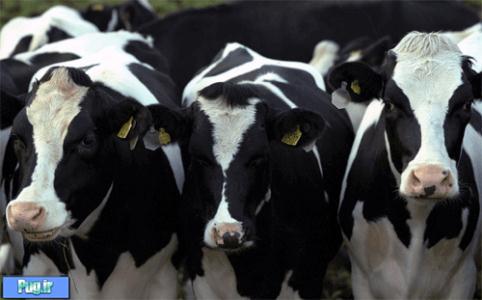  درمان ناباروری گاوهای شیری 