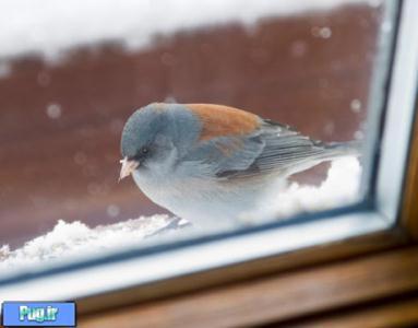 ساخت شیشه های قابل تشخیص برای پرندگان