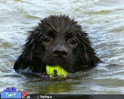سگ ها و توپ بازی 