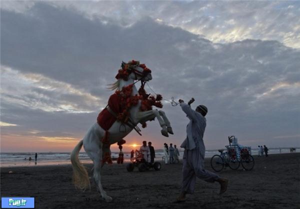 رقص اسب ها در جشن پاکستانی!/عکس
