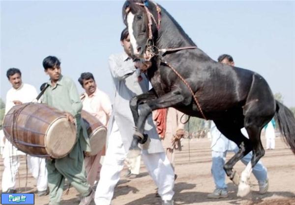 رقص اسب ها در جشن پاکستانی!/عکس