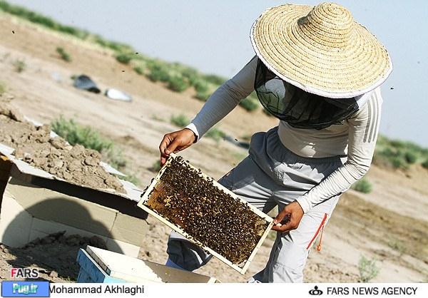 پرورش زنبور عسل در قم