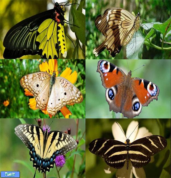  پروانه‎های معروف دنیا