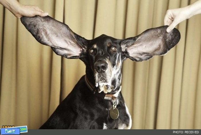 گوش دراز ترین سگ دنیا