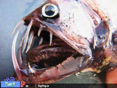 زشت ترین ماهی های دنیا