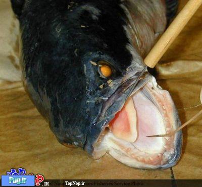 زشت ترین ماهی های دنیا