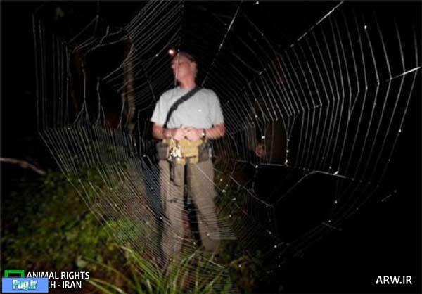 بزرگ‌ترین تار عنکبوت دنیا/ تصویری