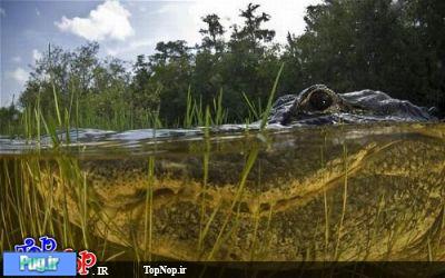 عکس برداری از تمساح امریکایی از نزدیک 
