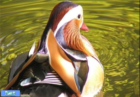 تصاویر : ملکه اردک‌های جهان