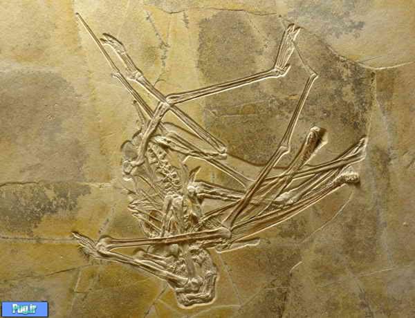  فسیل جالب ۱۵۵,۰۰۰,۰۰۰ ساله یک دایناسور+عکس
