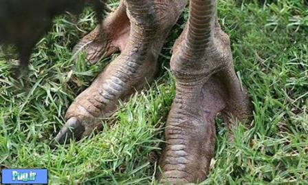 پاهای عجیب یک قبیله در افریقا / تصاویر