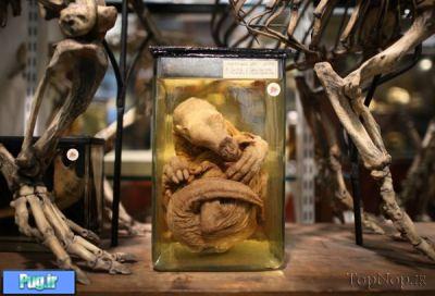 عجیب ترین موزه دنیای حیوانات