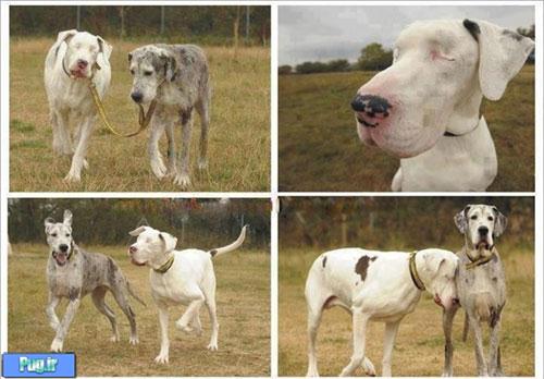وفاداری یک سگ به جفت نابینایش!! + عکس