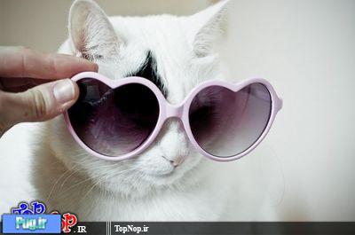 عکس گربه های عینکی