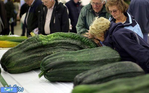 بزرگترین سبزیجات دنیا 