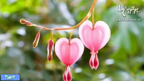 گل های قلبی 