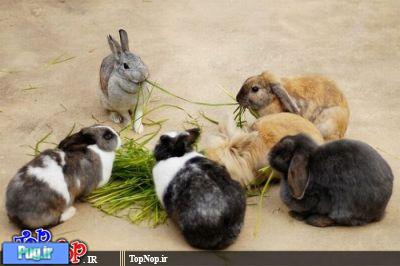 خرگوش های ناز 