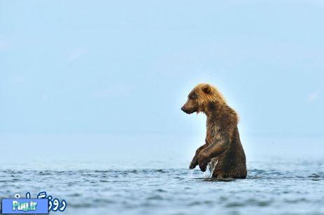 تصاویر جالب از شکار یک خرس