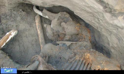  ماموت 30 هزار ساله