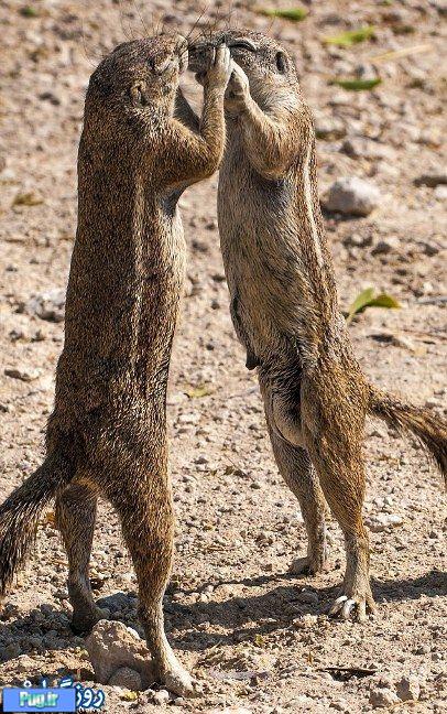 تصاویری بسیار زیبا از رقص دو سنجاب