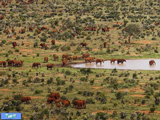 فیل‌های سرخ‌پوست کنیا 