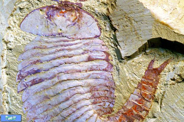 کشف فسیل 520 میلیون ساله در چین