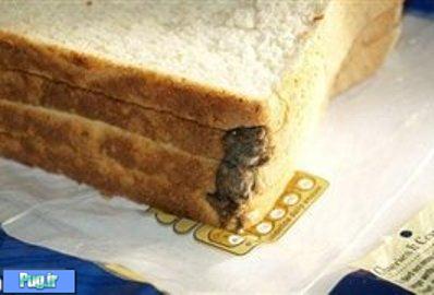 یک موش کوچک در نان صبحانه!! + عکس