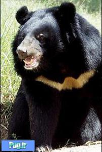 پلنگ ایرانی و خرس سیاه جلوی دوربین