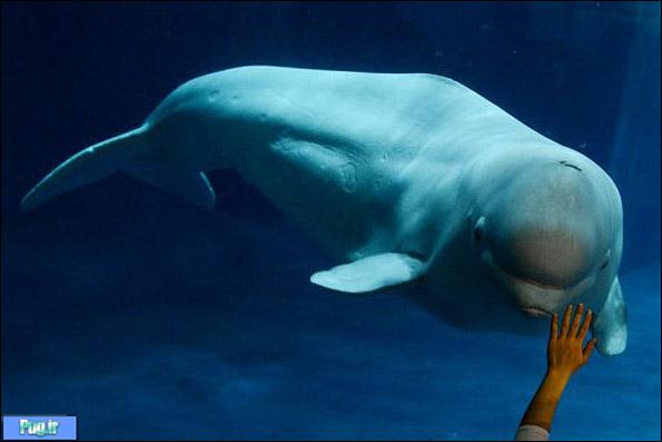 نهنگی که می تواند صدای انسان را تقلید کند