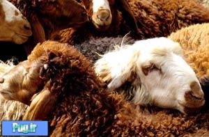 قیمت گوسفند زنده 20 درصد افزایش یافت