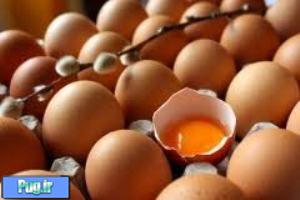 تخم مرغ در خدمت سلامت یا بیماری؟ 