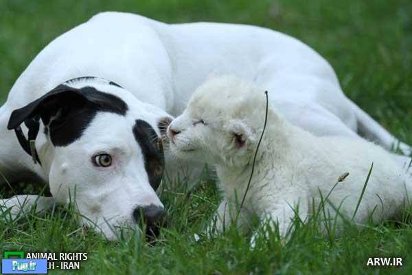 سگی که مادر شیر سفید شد 