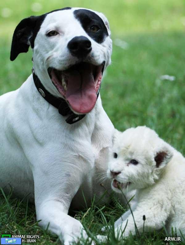 سگی که مادر شیر سفید شد 