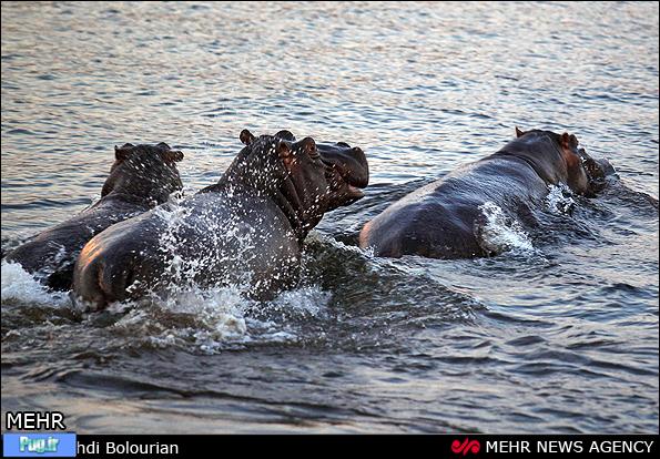 اسبهای آبی در رودخانه زامبزی