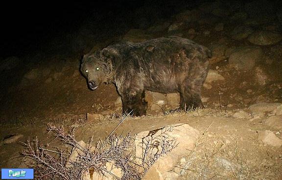  آمار خرس های ایران