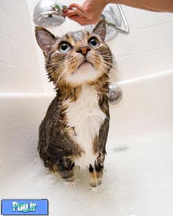  آموزش حمام برای گربه های بالغ (ترجمه)