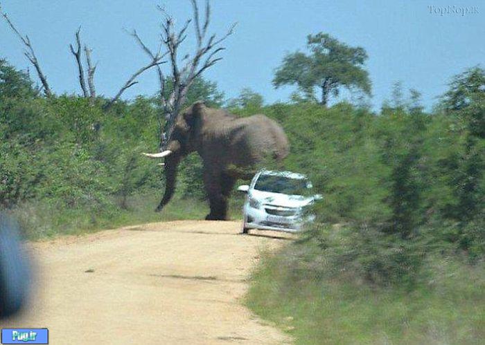حمله یک فیل به یک ماشین
