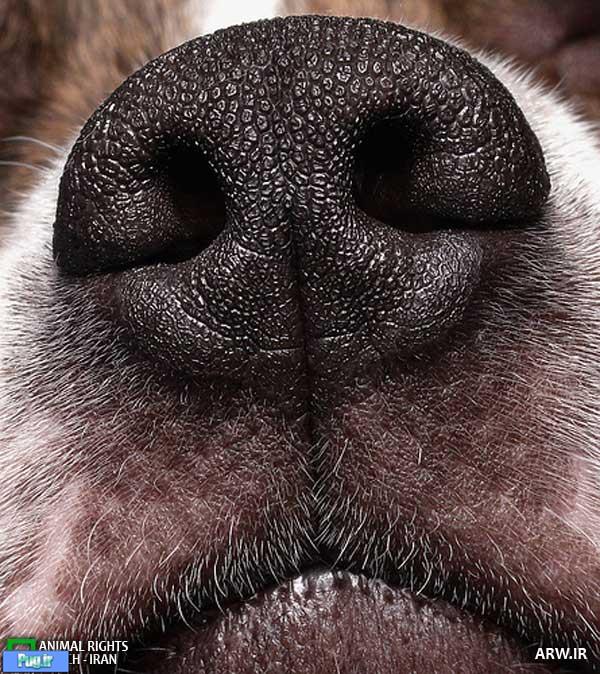 تشخیص مواد خطرناک با الهام از بینی سگ