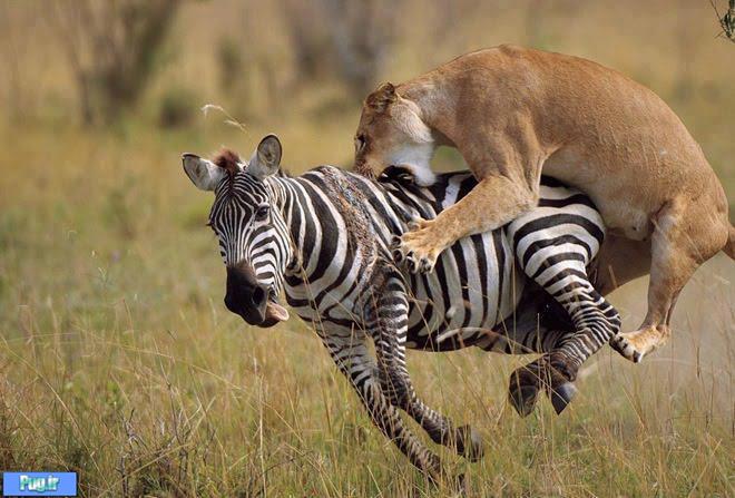 شکار گورخر(عکس)