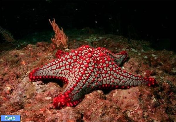 زیباترین ستاره‌های دریایی
