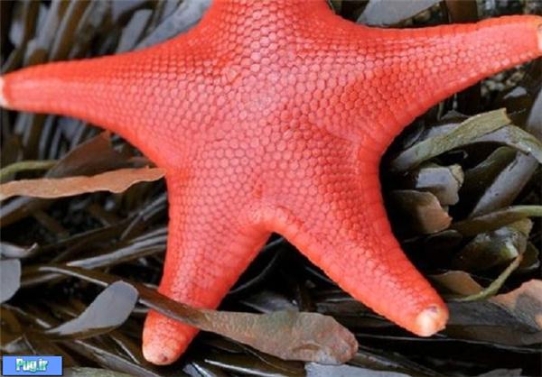 زیباترین ستاره‌های دریایی