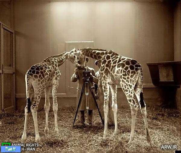 حیوانات و دوربین