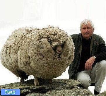 معروفترین گوسفند دنیا