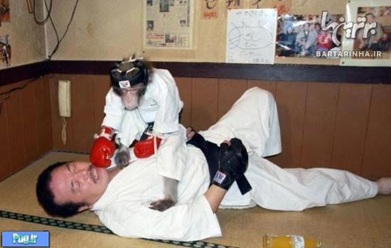 میمون کاراته باز! 