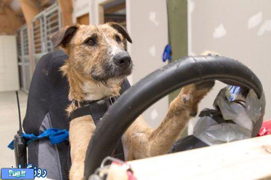 آموزش رانندگی به سگ ها 