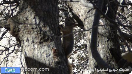 رها سازی ۱۵ سنجاب ایرانی 