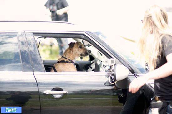 آموزش رانندگی کردن با اتومبیل به سگ ها! + تصاویر  