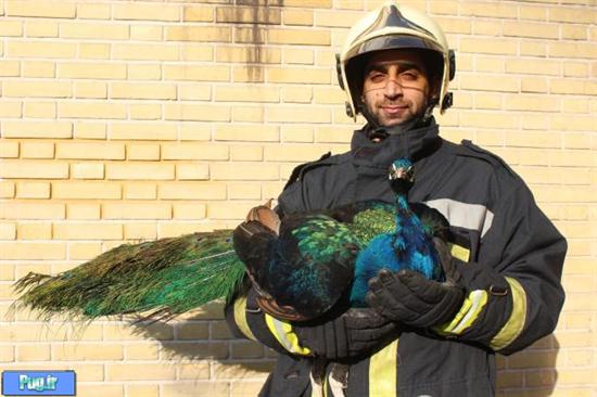 عکس: شکار طاووس در آجودانیه تهران  