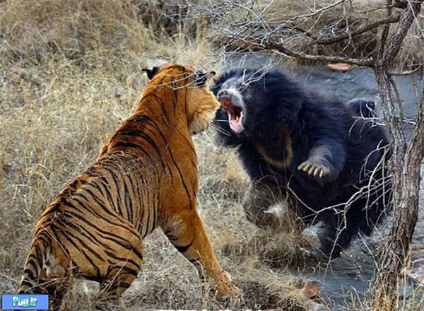 نبرد های وحشتناک در بین حیوانات