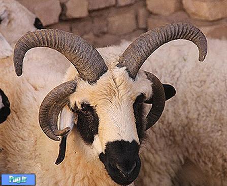 گوسفند 5شاخ در ایران! + عکس